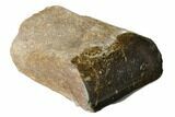 Polished Dinosaur Bone (Gembone) Section - Utah #151476-2